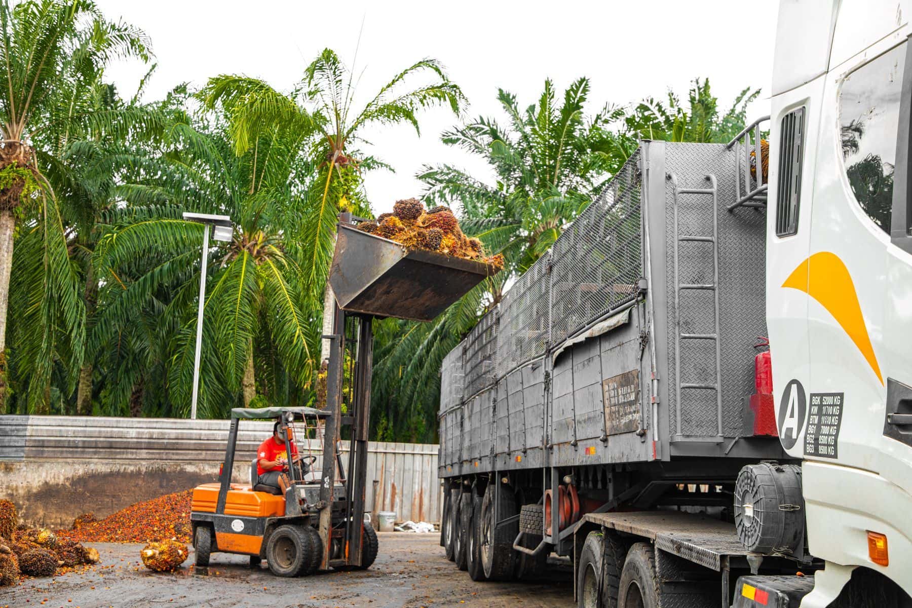 Extended reach forklift palm tree removal