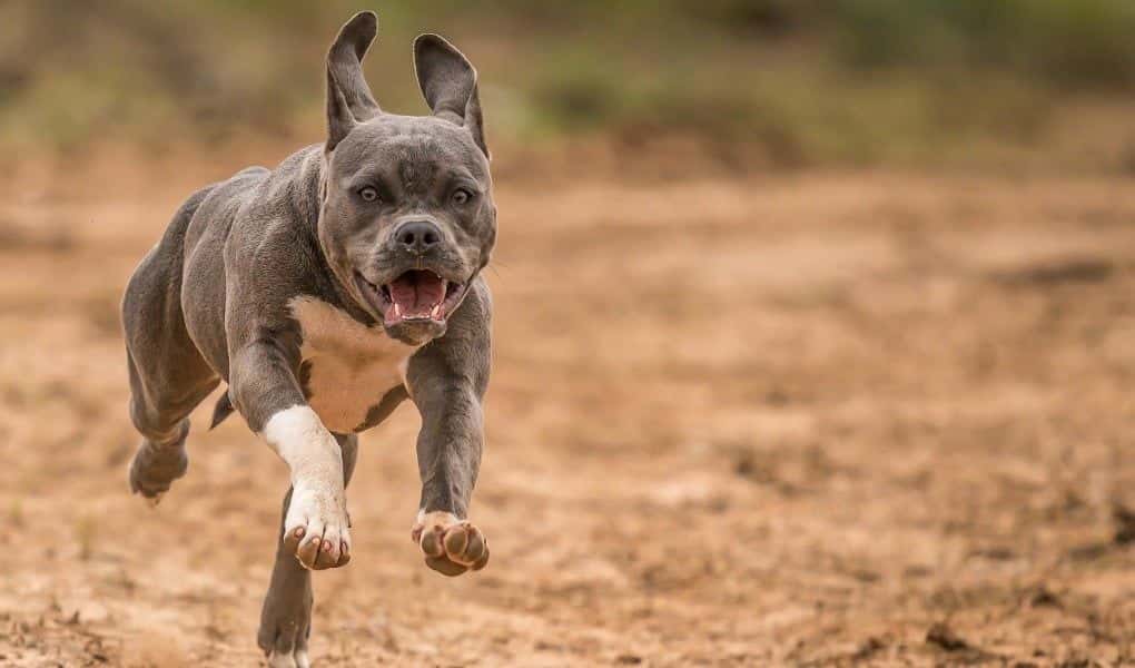 Pit Bull With History Of Aggressive Behavior Attacks Food Delivery Driver