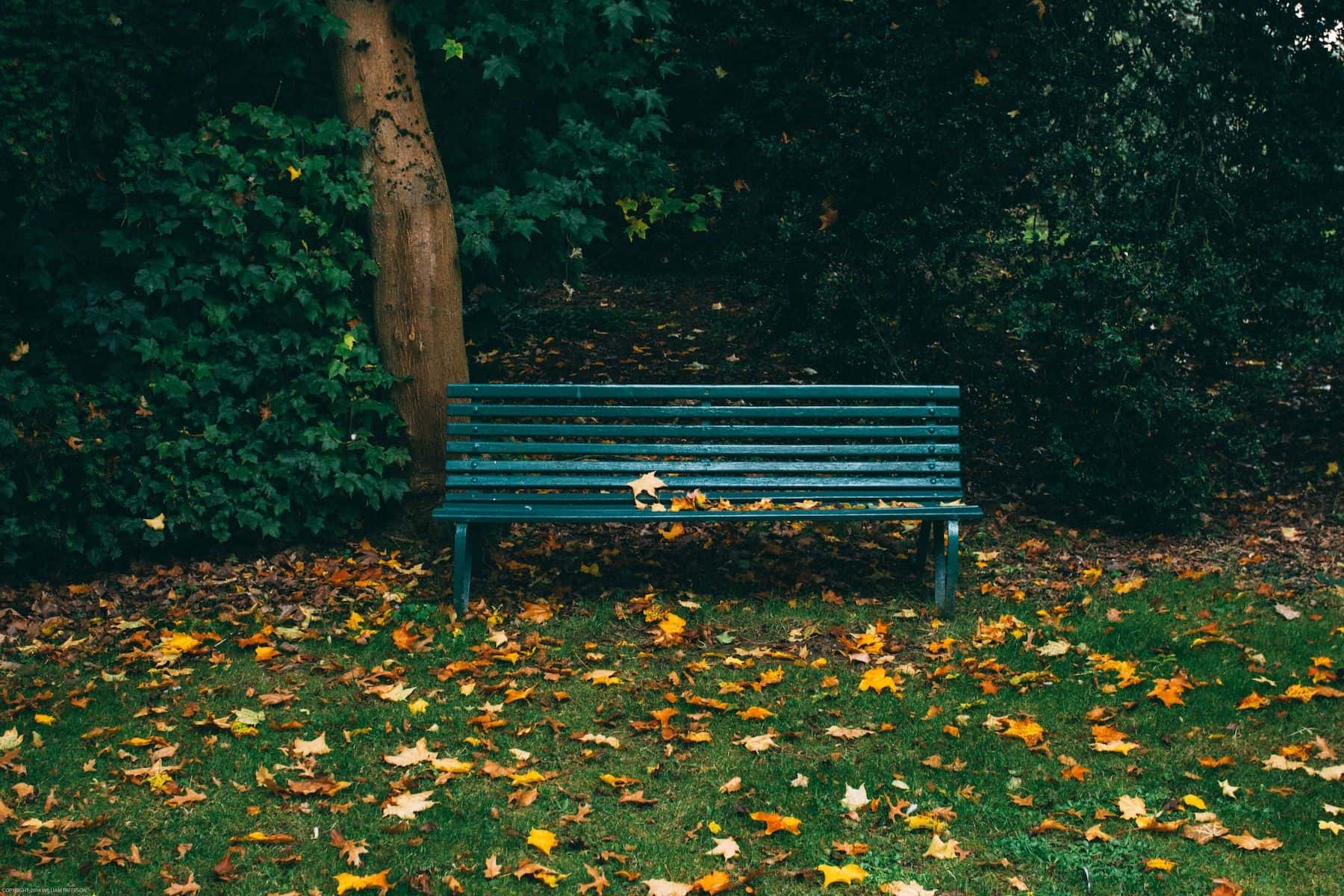 Green park bench in a park