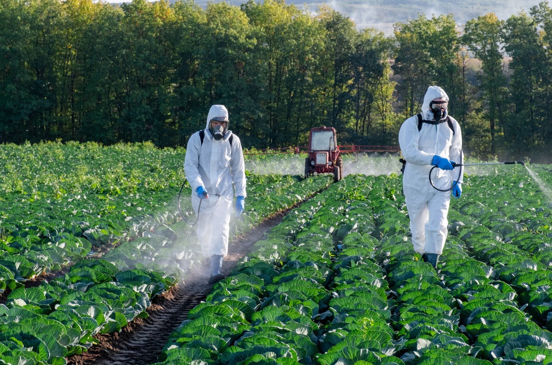 Farmers spraying pesticides in field