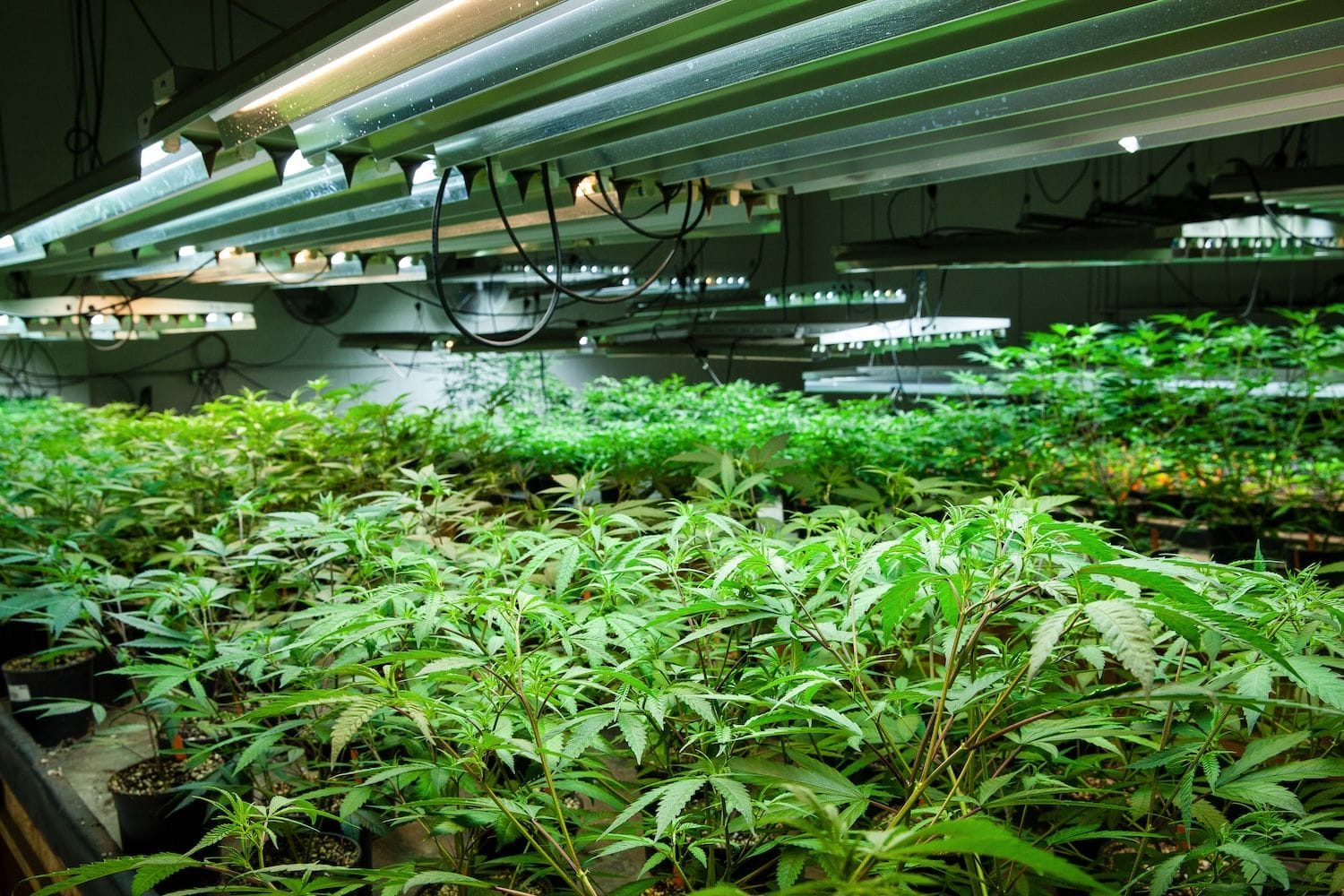 Indoor Cannabis Plantation