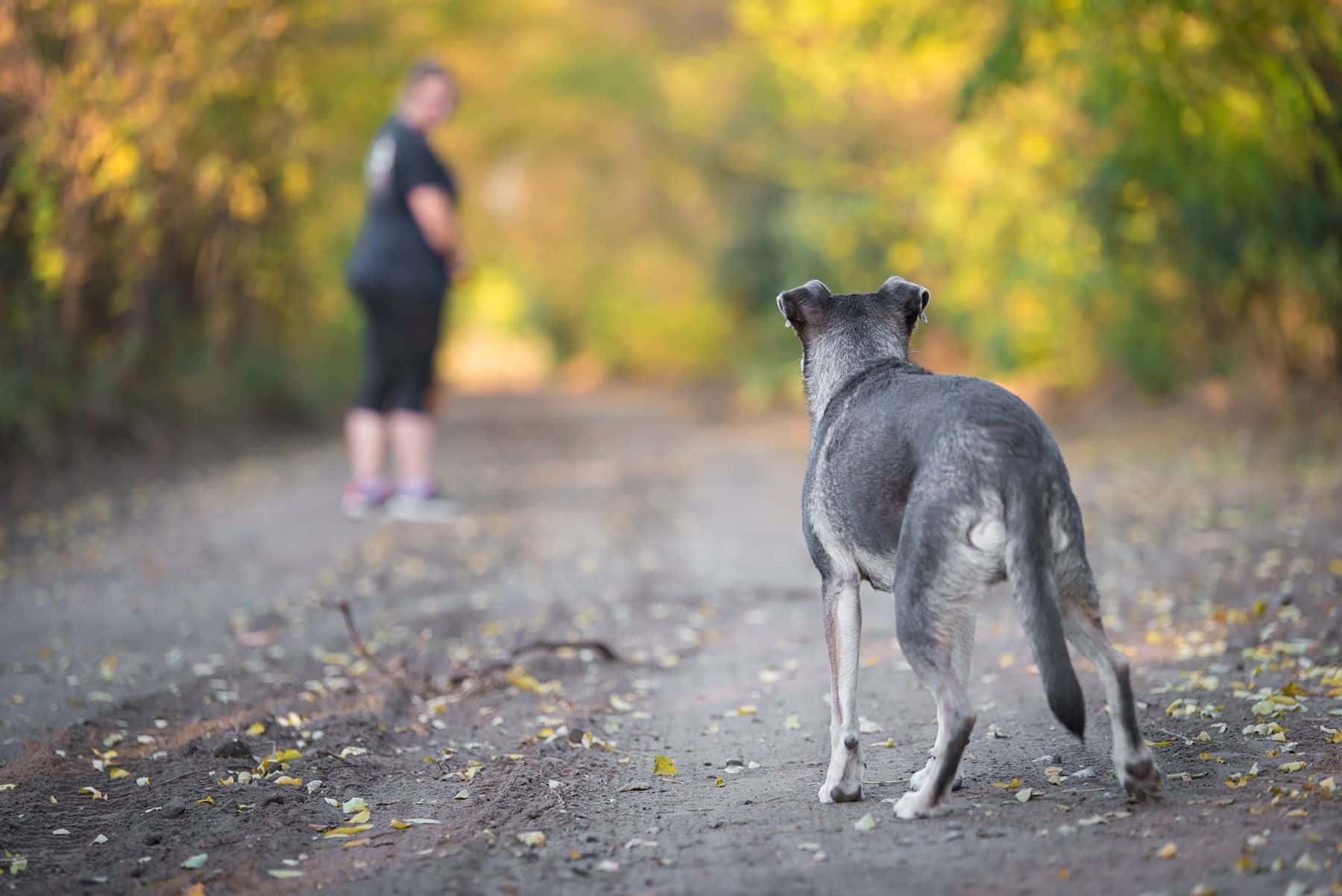 Dog and person in the forest