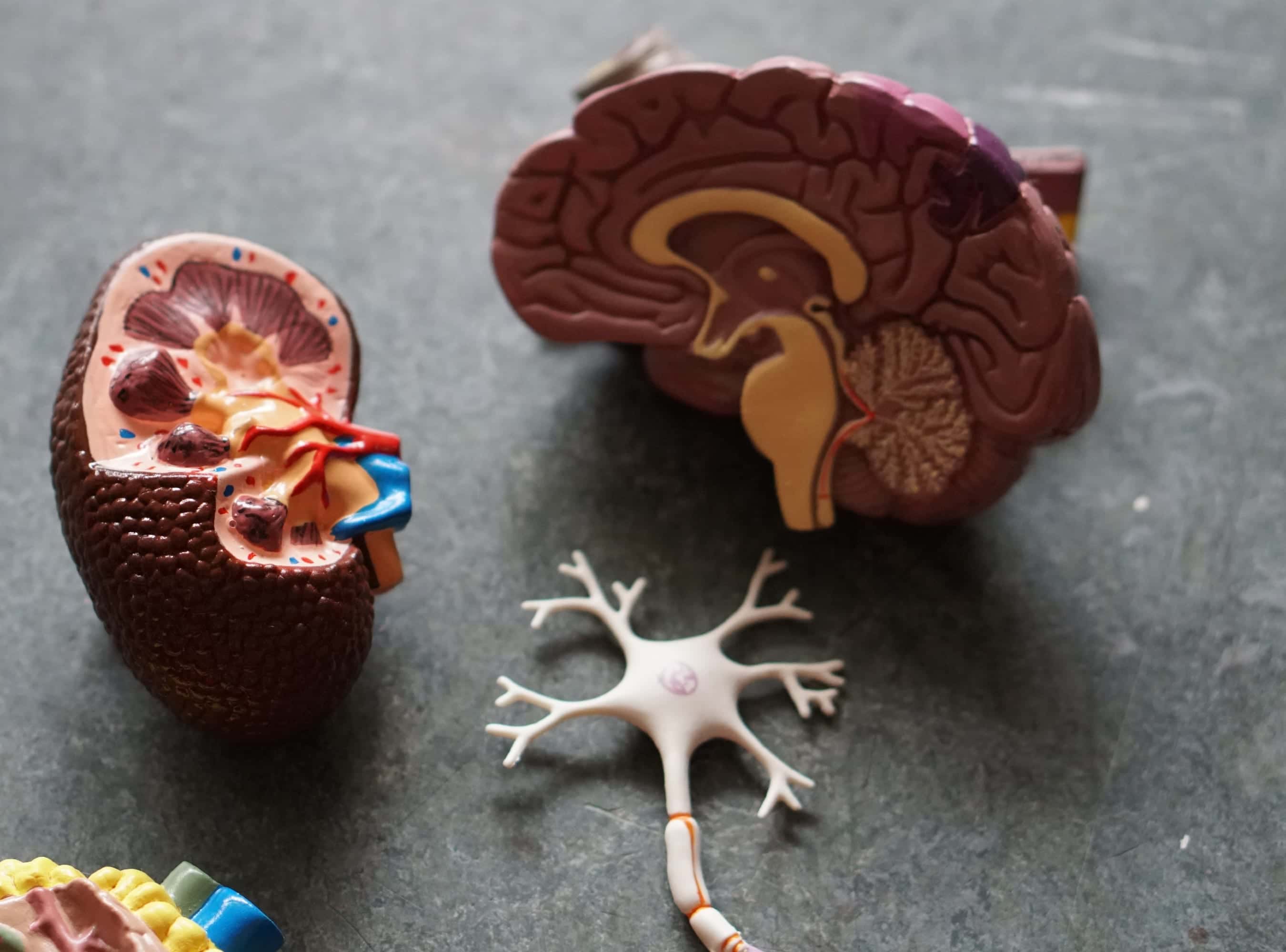 Neuropsychologist Expert’s Findings on Plaintiff’s Cognitive Health Are Challenged Over Lack of In-Person Examination