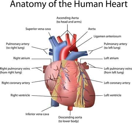 Pathology expert witness opines on fatal Amiodarone toxicity