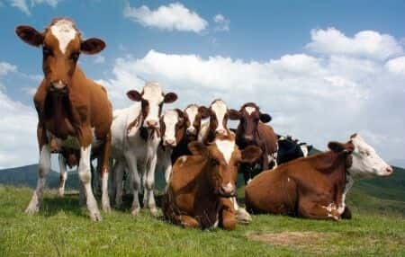 Range Management Expert Opines on Accident Caused by Escaped Cattle