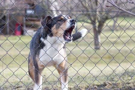 Aggressive Dog Causes Serious Injuries in Church Parking Lot